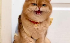 亚洲麻豆星空果冻传媒